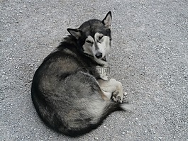 西伯利亞雪橇犬,赫斯基,狗