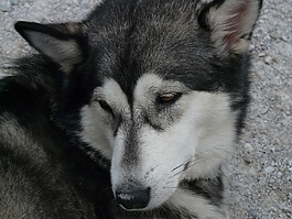 西伯利亞雪橇犬,赫斯基,狗