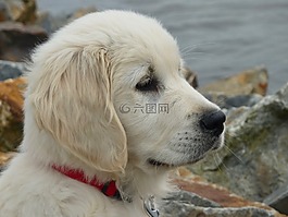 狗,小狗,金毛獵犬