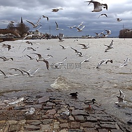 鳥類,海鷗,水禽