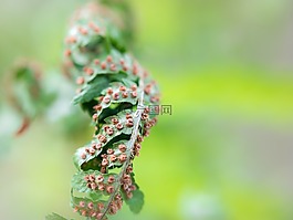 蕨类,farnsamen,种子