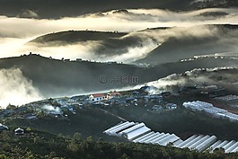 大叻,越南,種植