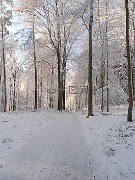 冬天,林,雪