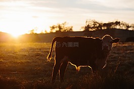 牛,動(dòng)物,綠色