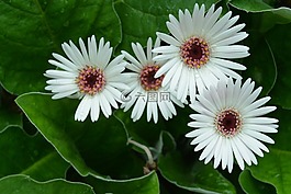 margriet,花卉,綻放