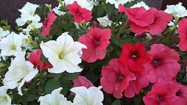花,surfinia,粉色