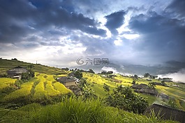 越南,米,稻田