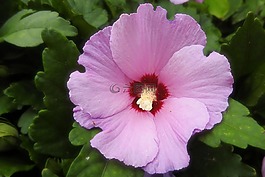 芙蓉,開花,粉紅色