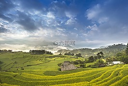 越南,米,稻田