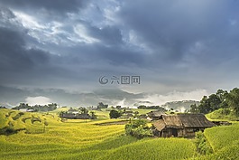 越南,米,稻田