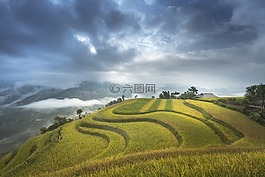 越南,米,稻田