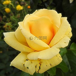 玫瑰,黃色,開花