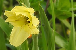 唐菖蒲,開花,鮮花