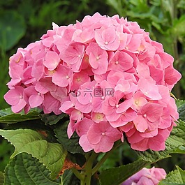 绣球,鲜花,粉红色