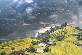 越南,米,稻田
