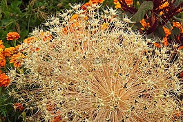 花壇,花園,鮮花