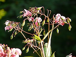 喜馬拉雅山苦瓜,廠,花