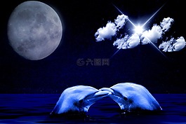 海豚,桌上彈球,海洋哺乳動(dòng)物
