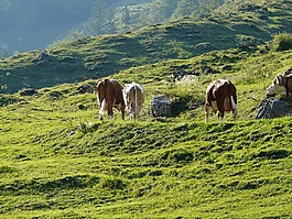 almabtrieb,奶牛,viehscheid