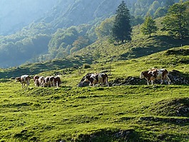 奶牛,almabtrieb,viehscheid