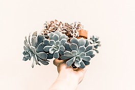 echeveria,綠色,植物