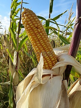 玉米,玉米棒,玉米籽粒
