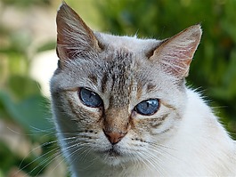 貓,頭,看看