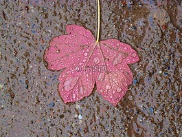 楓葉,葉子,雨