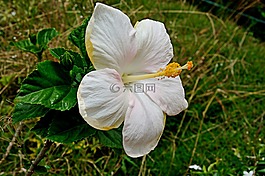 槿,鲜花,白色的花瓣