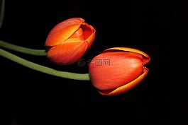 郁金香,晚上花,花的