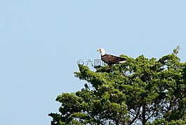 禿頭鷹,捕食鳥(niǎo),鱸魚(yú)