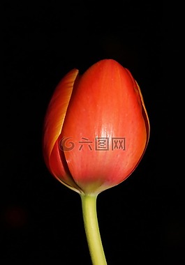 郁金香,晚上花,花的
