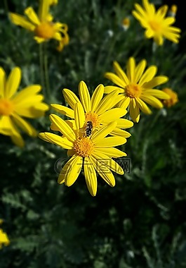 黃色,花卉,土耳其