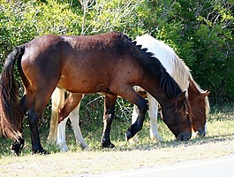 野馬,放牧,野生小馬