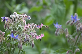 蜜蜂,花園,夏季