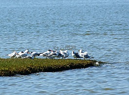 海鷗,燕鷗,海鳥(niǎo)類
