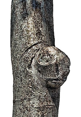 枙,結(jié),樹