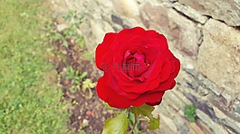 花,粉色,粉紅色的花朵