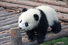 黑色和白色,可愛的,國家動物