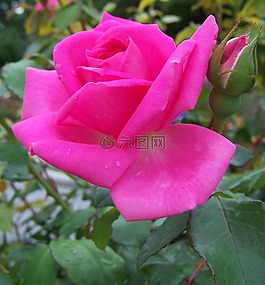 玫瑰,粉紅色,花