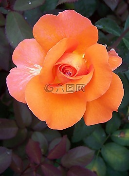 玫瑰,花,開花