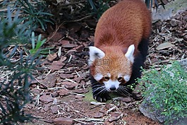 熊貓,動物,?？怂?/>
                            </a>
                            <div   id=