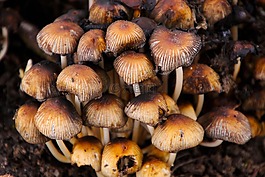 毒菌,蘑菇,自然