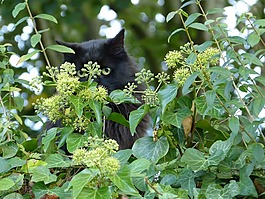 猫,felidae,捕食