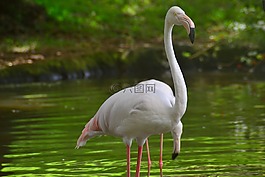 鳥,自然,河
