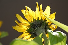 太陽花,黃色,花