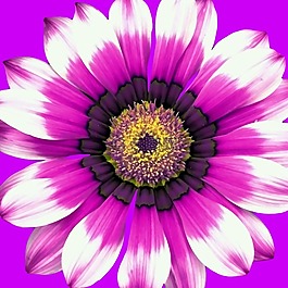 花,開(kāi)花,性質(zhì)