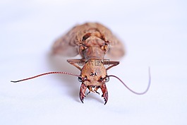昆蟲,動物,自然