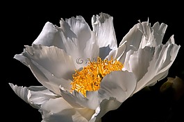 银莲花,吉维尼,花