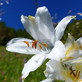 花,宏,性質(zhì)